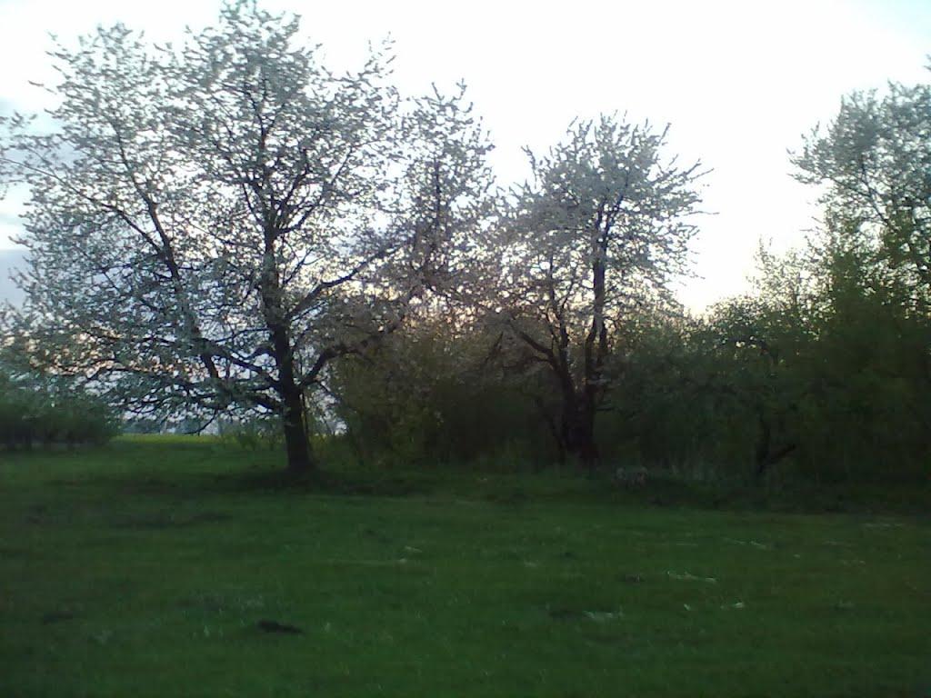 Пильки з panoramio.com - Пильки