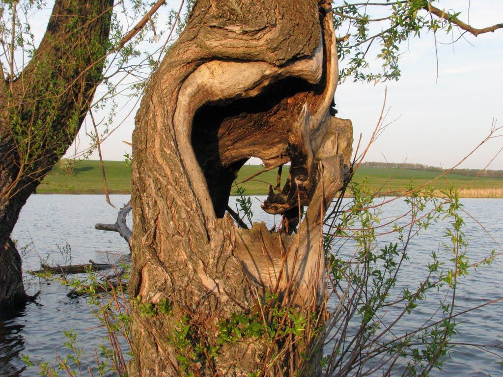 Ладижинські Хутори з panoramio.com - Ладижинські Хутори