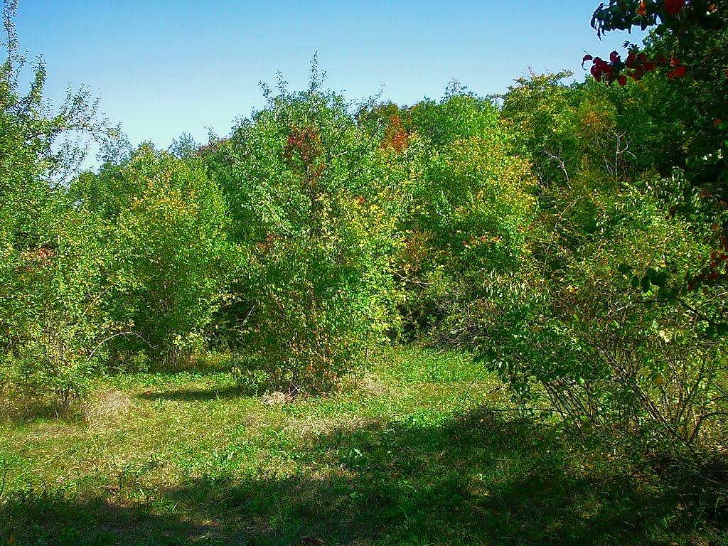Плотинне з panoramio.com - Плотинное