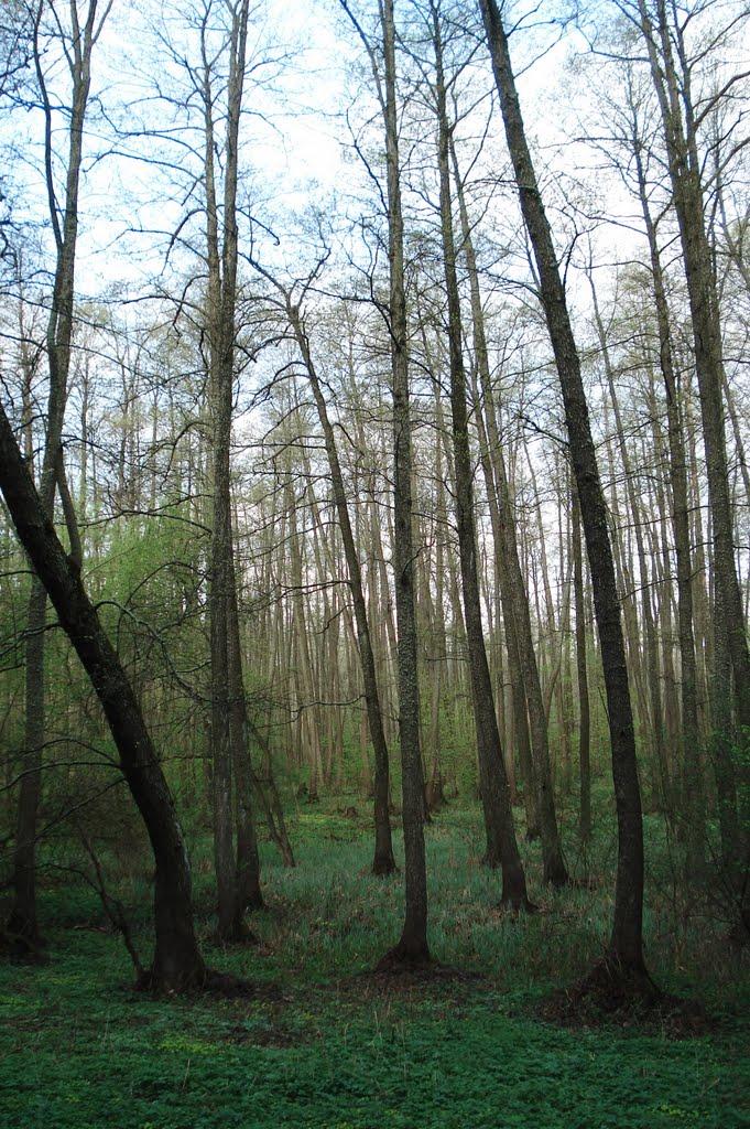 Любеч з panoramio.com - Lyubech
