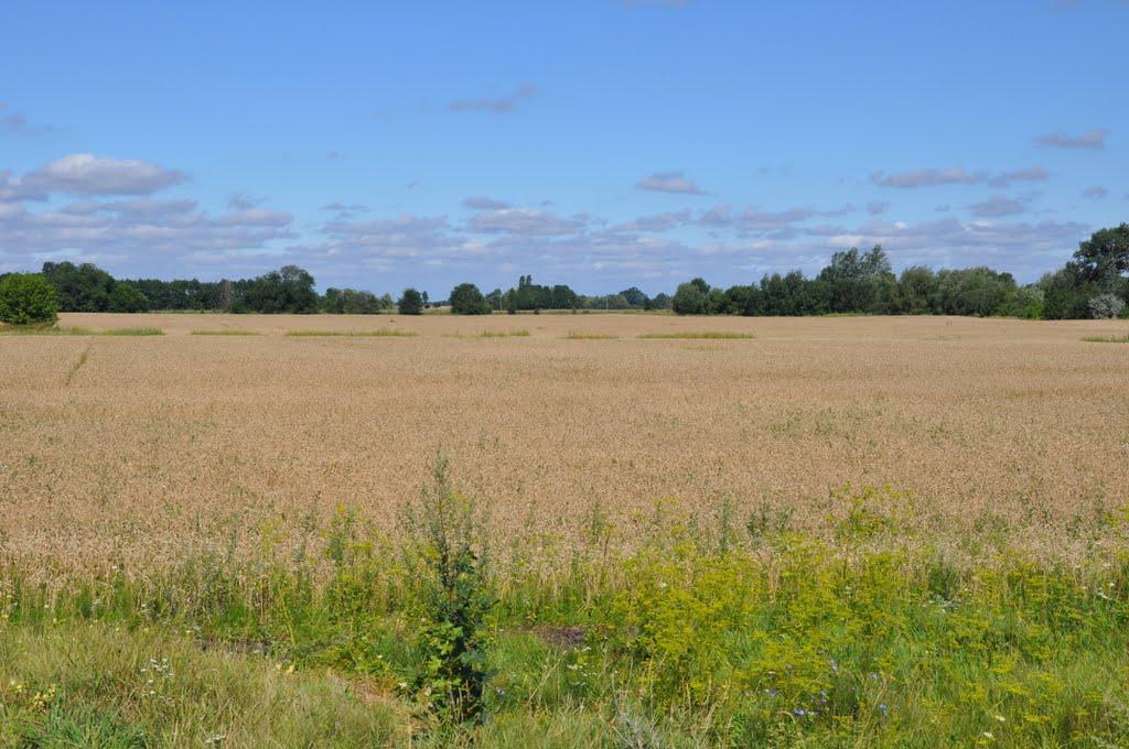 Кривець з panoramio.com - Кривець