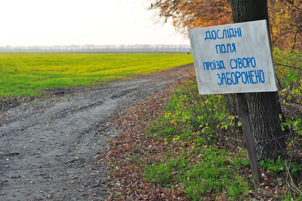 Малютянка з panoramio.com - Малютянка