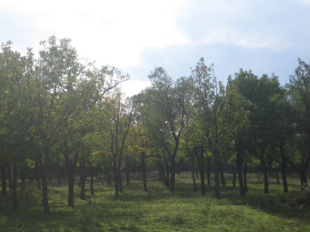 Інгулка з panoramio.com - Інгулка