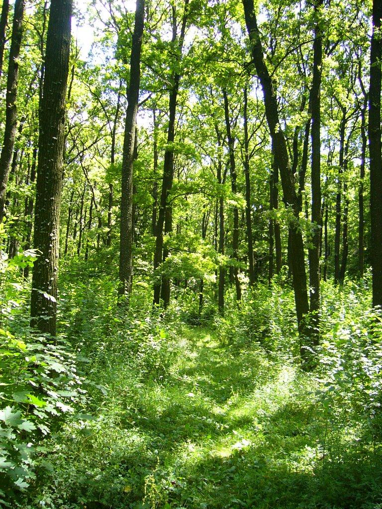 Медвин з panoramio.com - Медвин