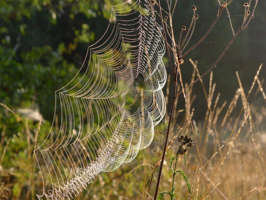 Козин з panoramio.com - Козин