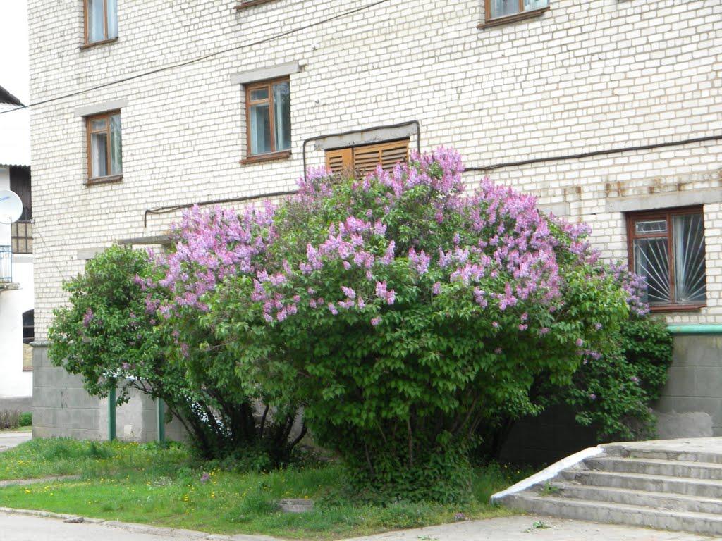 Снігурівка з panoramio.com - Снігурівка
