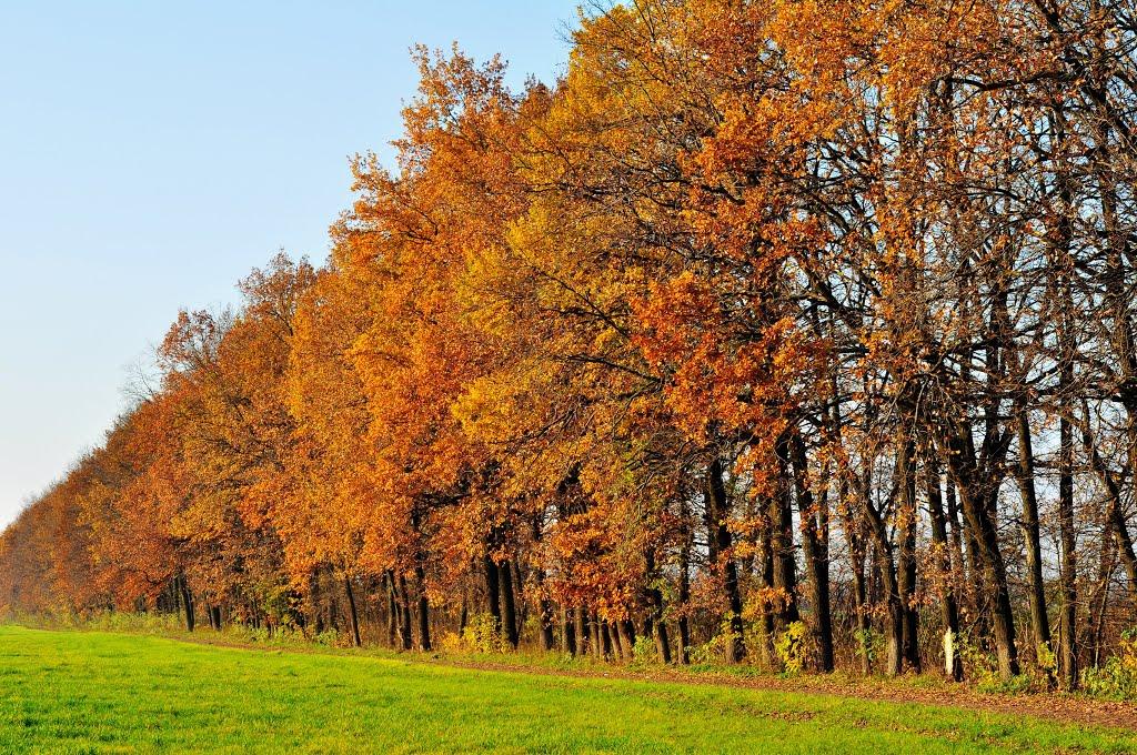 Малютянка з panoramio.com - Малютянка