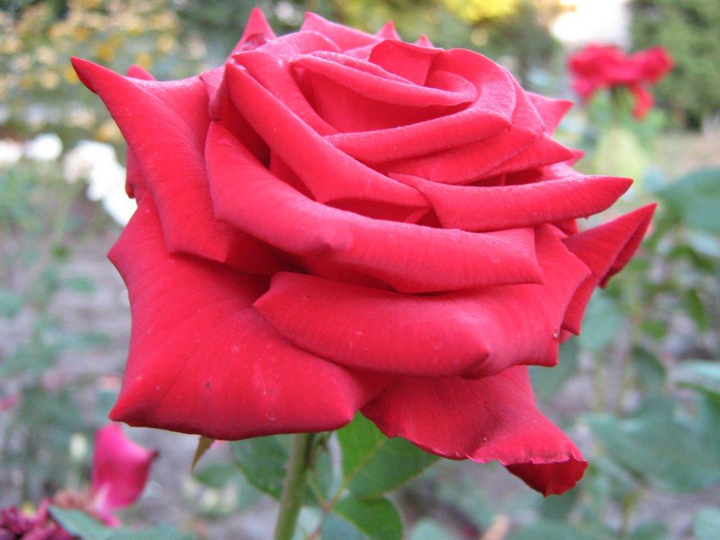 Ювілейне з panoramio.com - Ювілейне