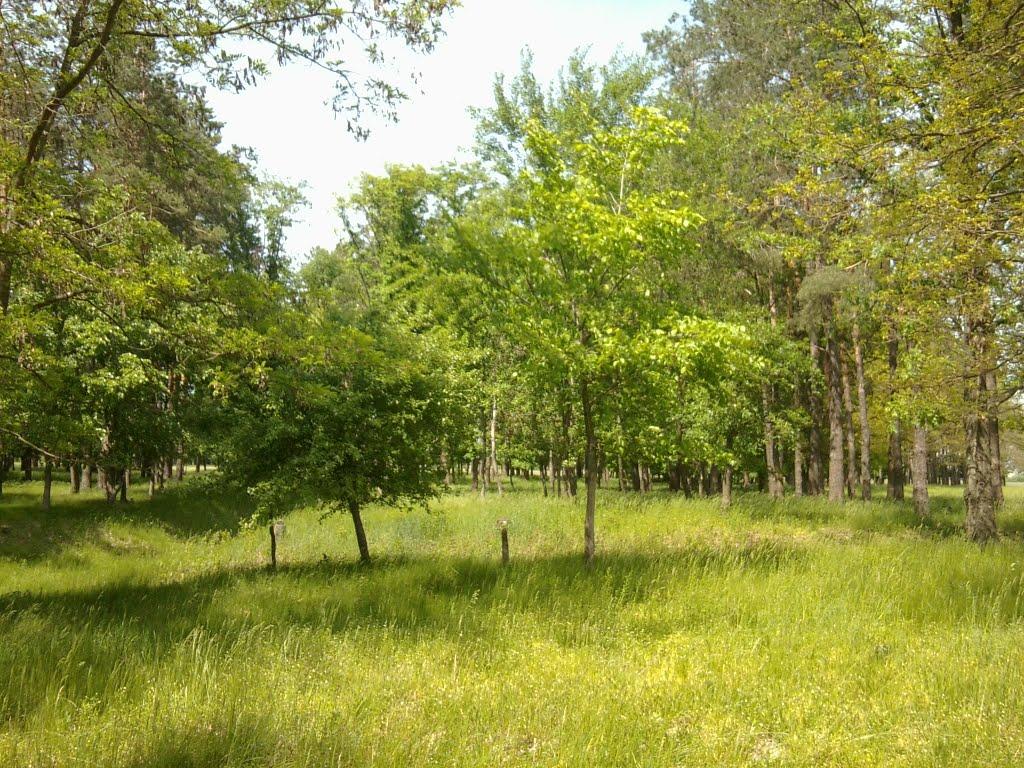 Шостка з panoramio.com - Шостка