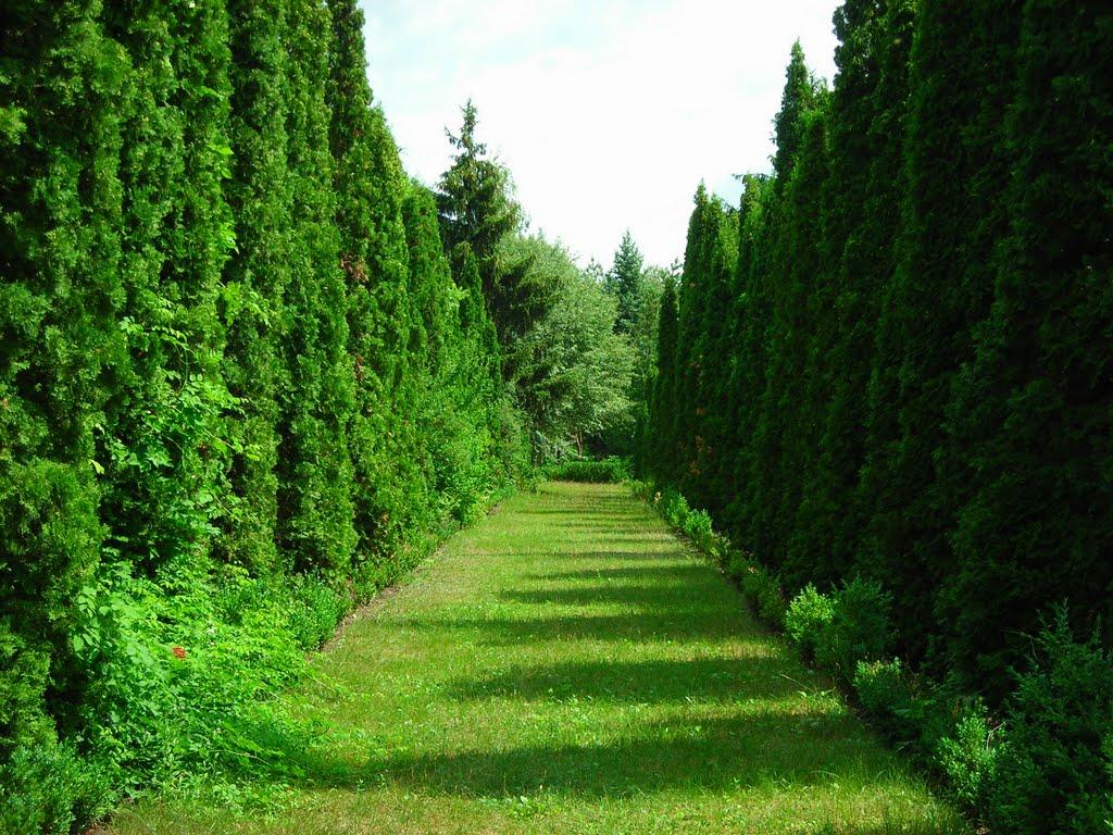 Васютинці з panoramio.com - Васютинці