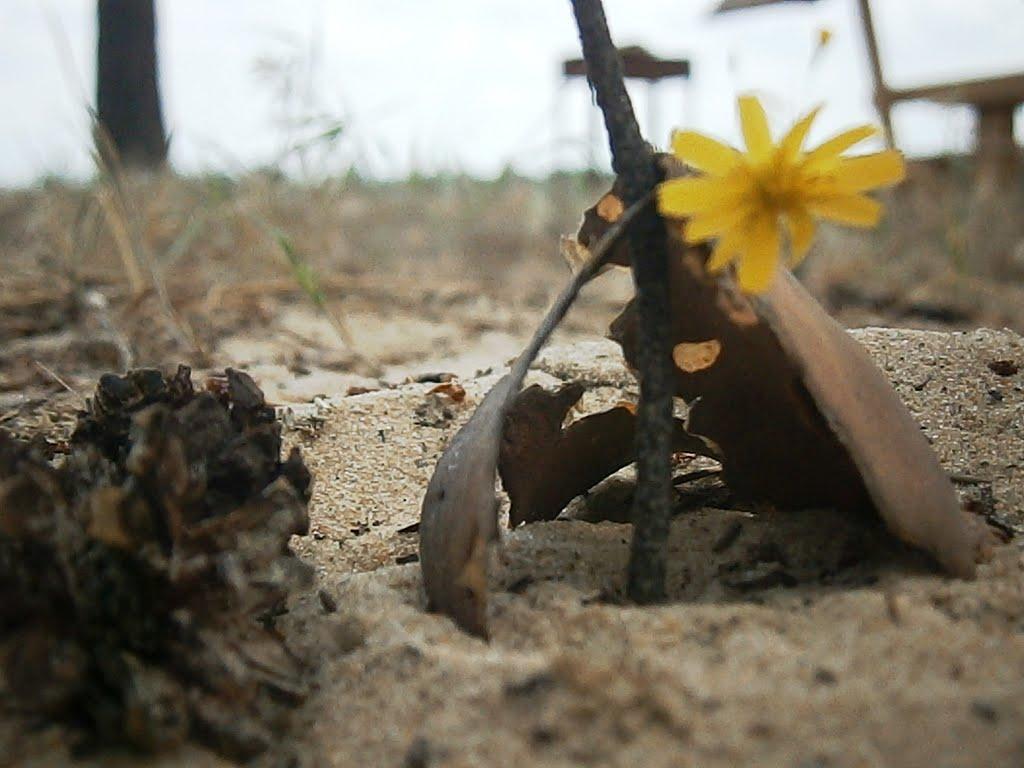 Іллічівка з panoramio.com - Іллічівка