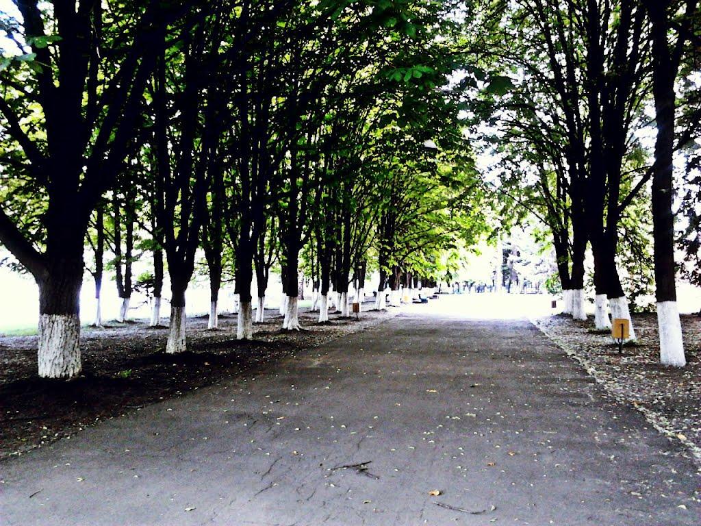 Кам'яне Поле з panoramio.com - Каменное Поле