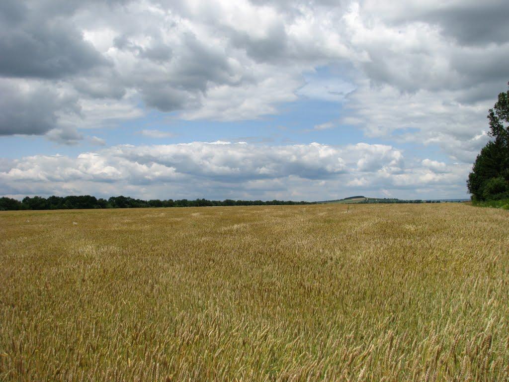 Строїнці з panoramio.com - Строїнці