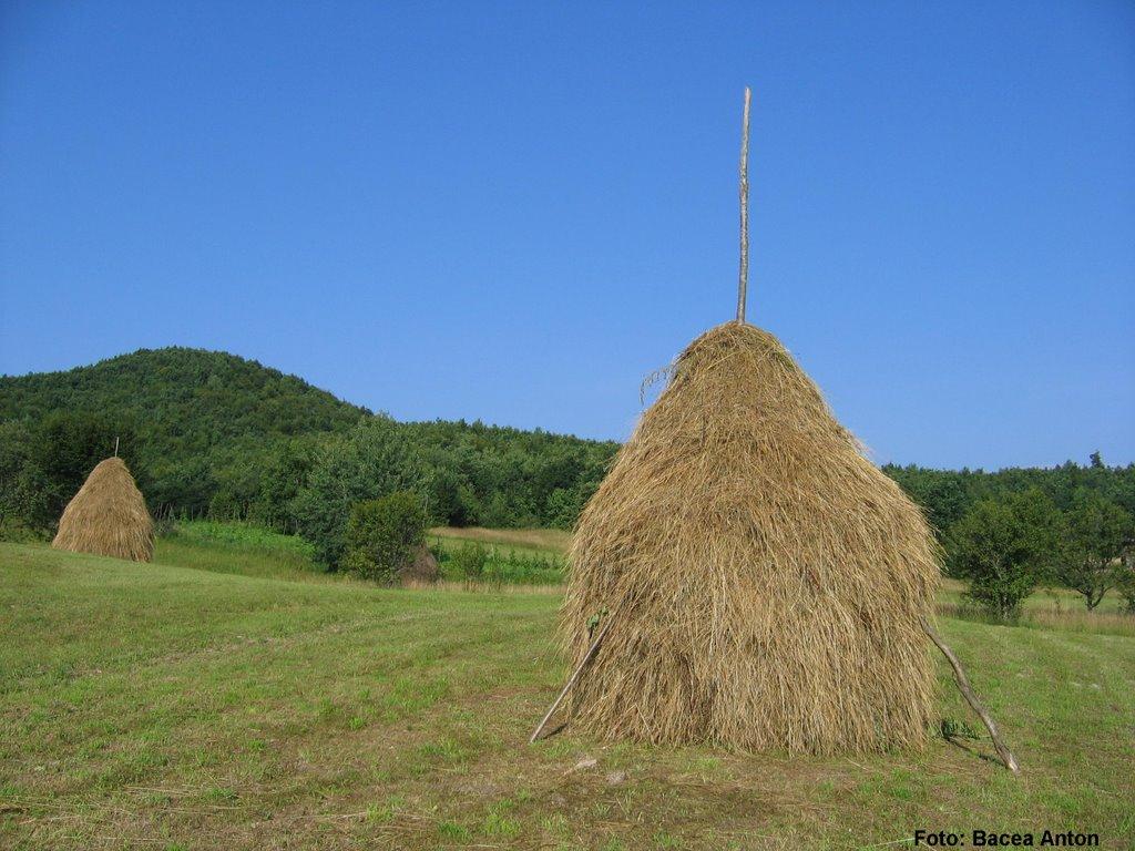 Великий Бичків з panoramio.com - Великий Бичків