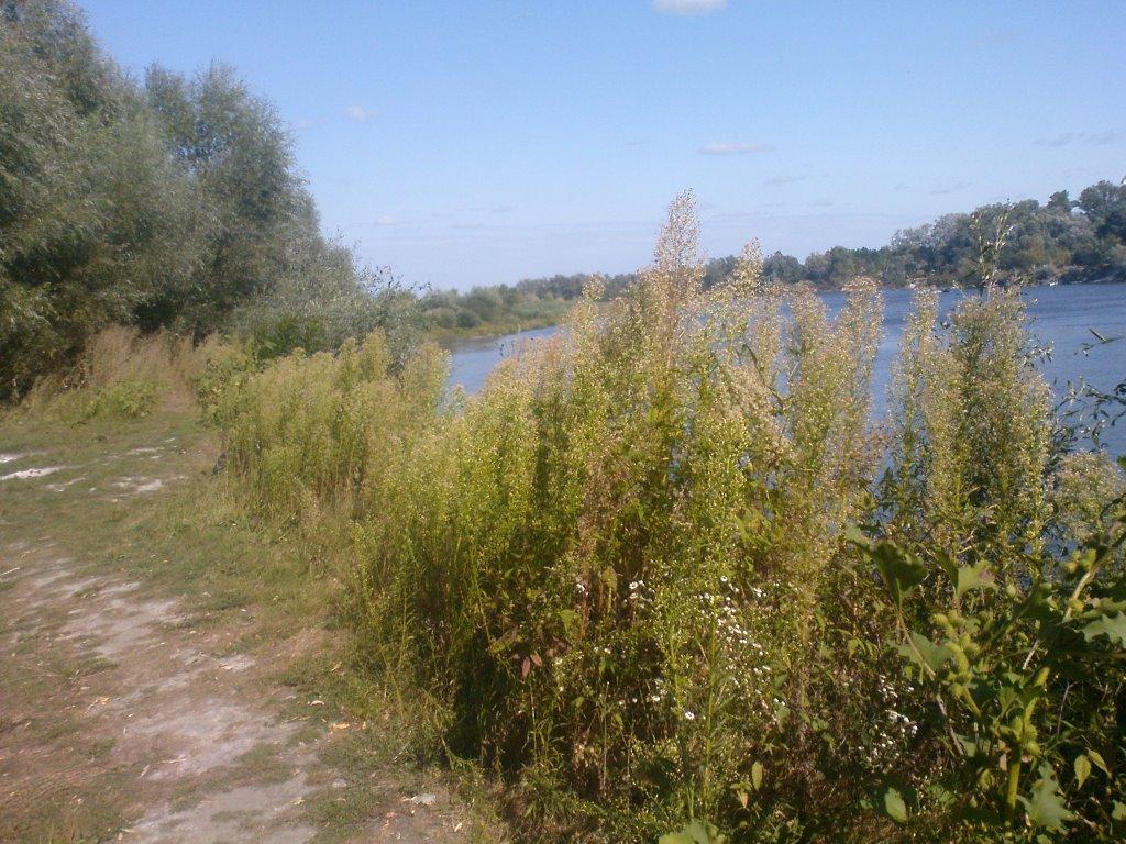 Вища Дубечня з panoramio.com - Вища Дубечня