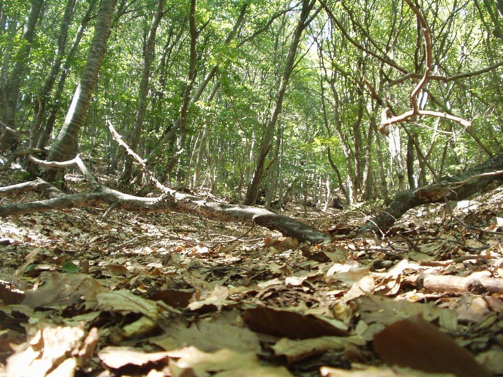 Запрудне з panoramio.com - Запрудне