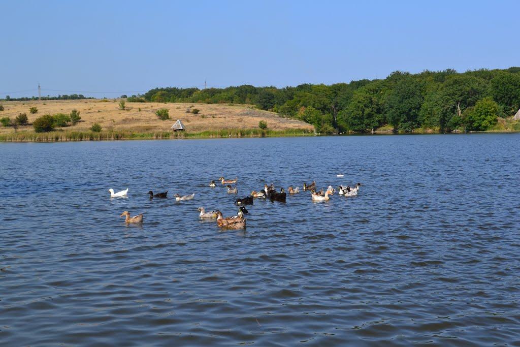 Дубівка з panoramio.com - Dubivka