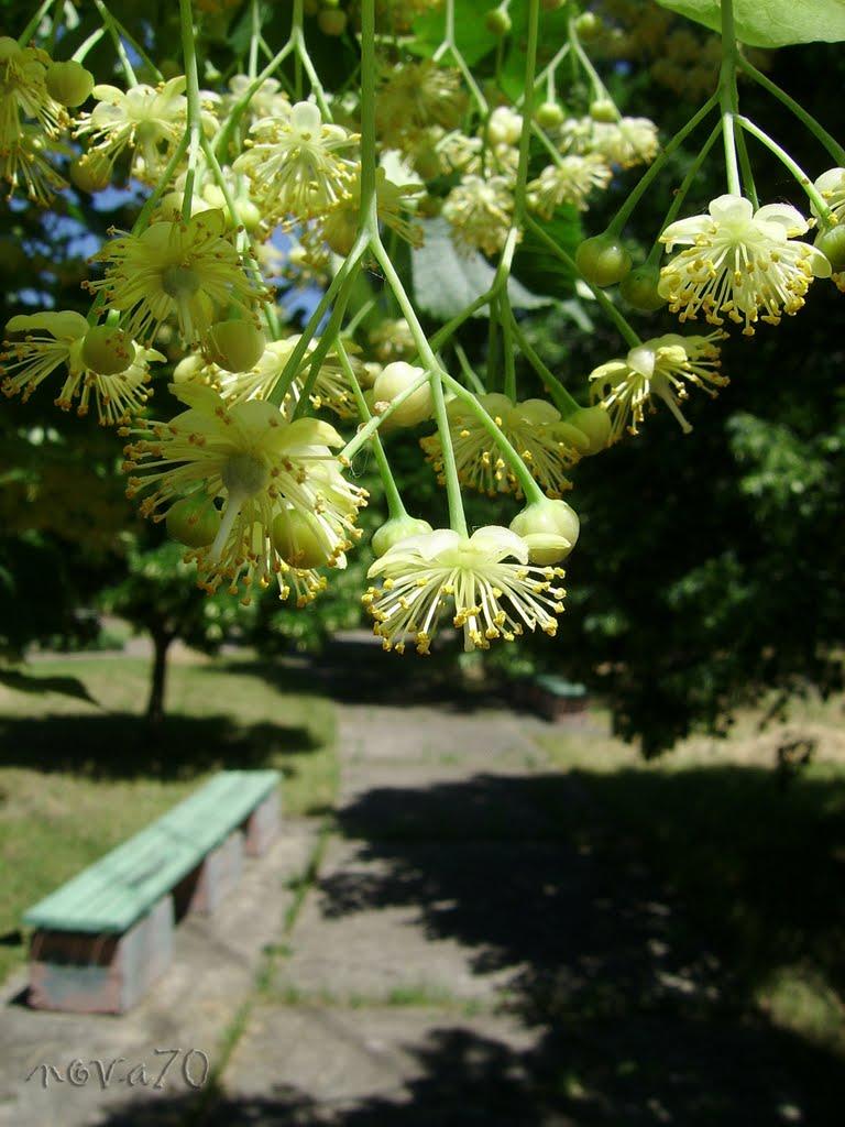 Лиманське з panoramio.com - Лиманское