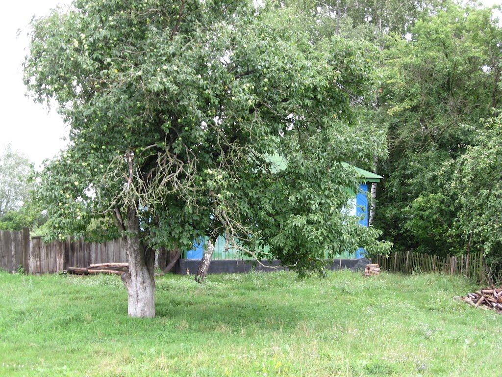 Осіч з panoramio.com - Осіч