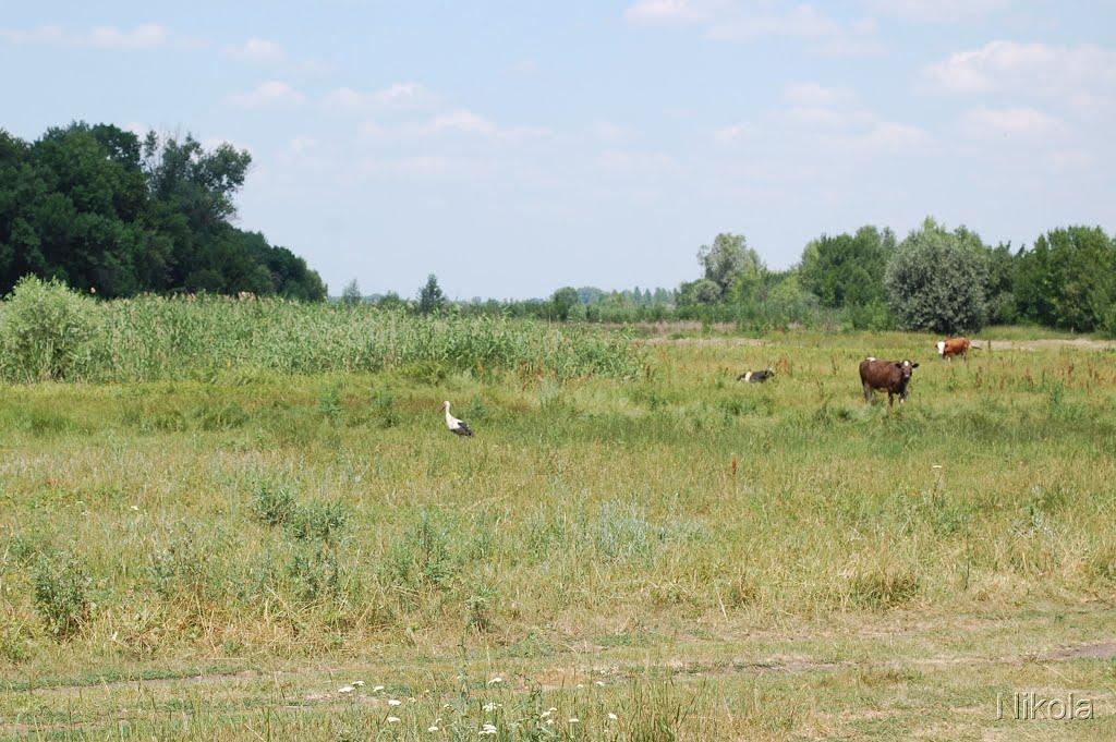 Співаківка з panoramio.com - Співаківка
