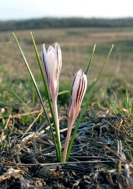 Розанівка з panoramio.com - Rozanivka