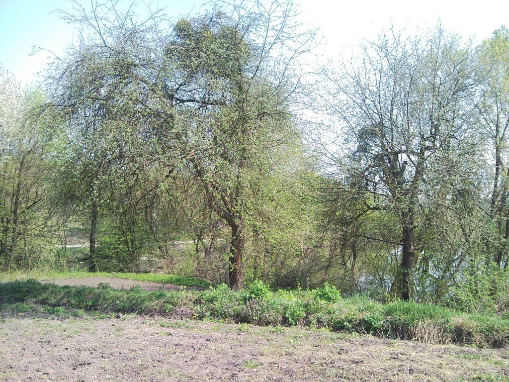 Григорівка з panoramio.com - Григорівка