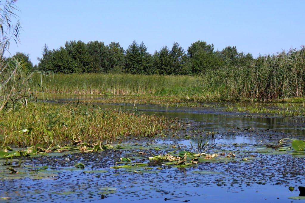 Млин з panoramio.com - Млын