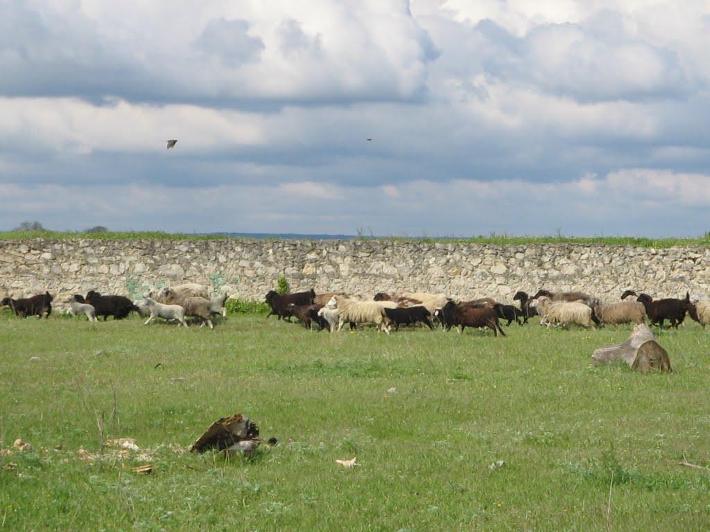 Роздільна з panoramio.com - Роздільна
