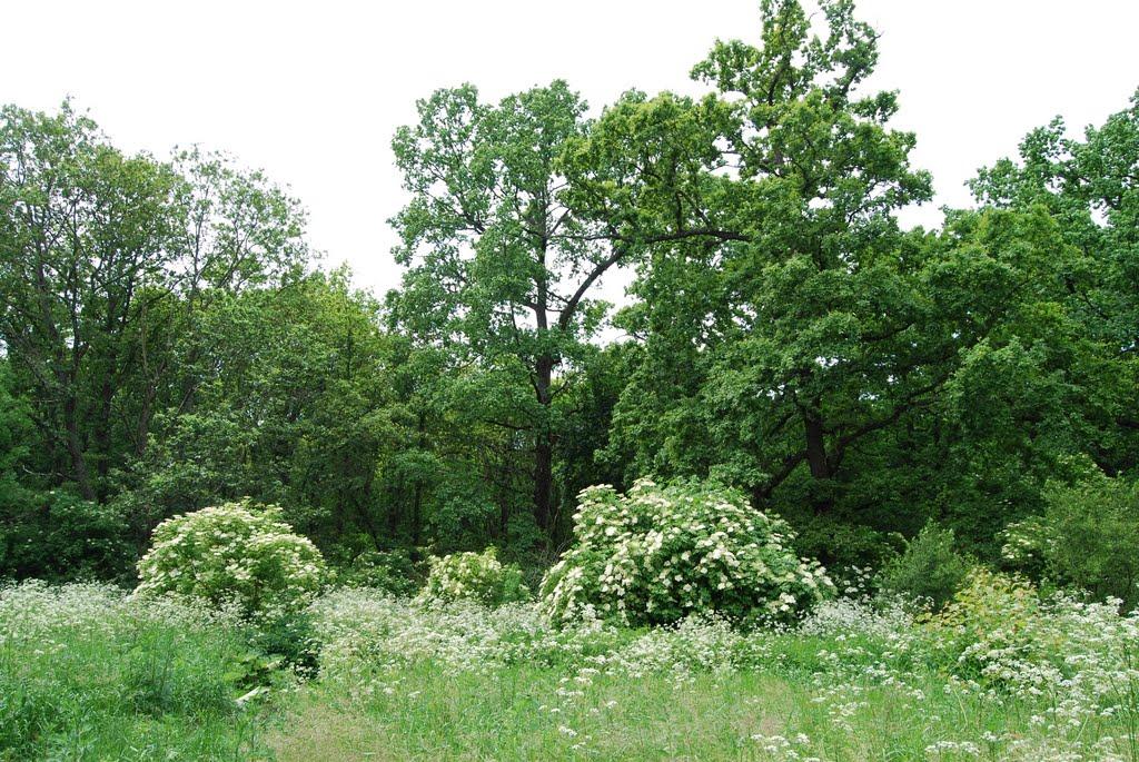 Підлісне з panoramio.com - Підлісне