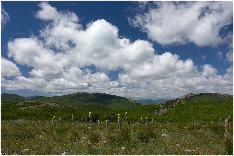 Олива з panoramio.com - Olyva