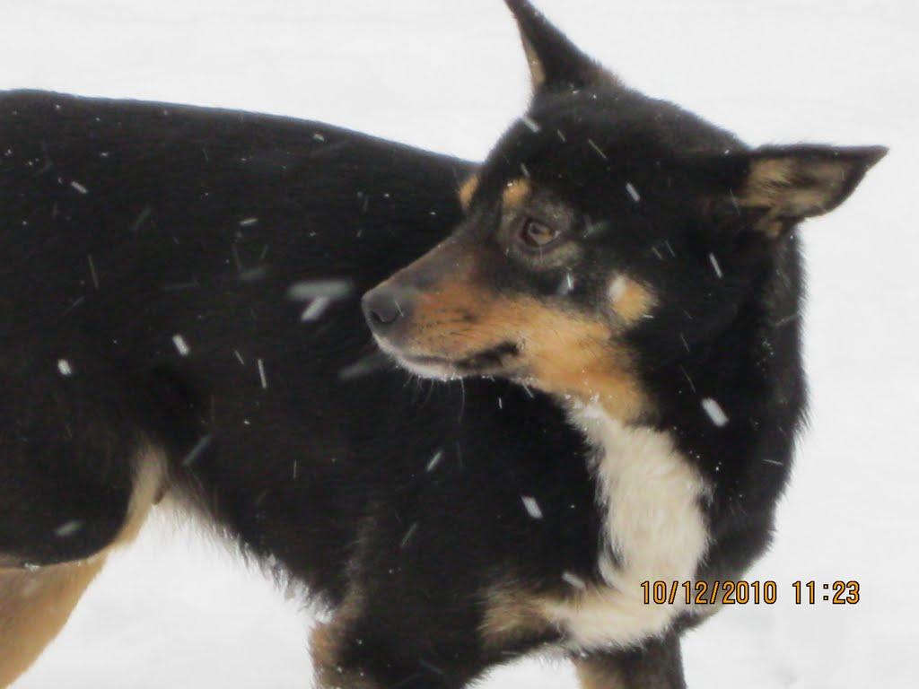 Княжолука з panoramio.com - Княжолука