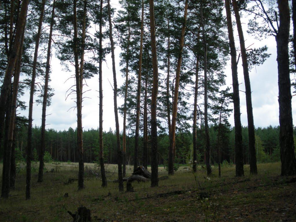 Яцьківка з panoramio.com - Яцьківка
