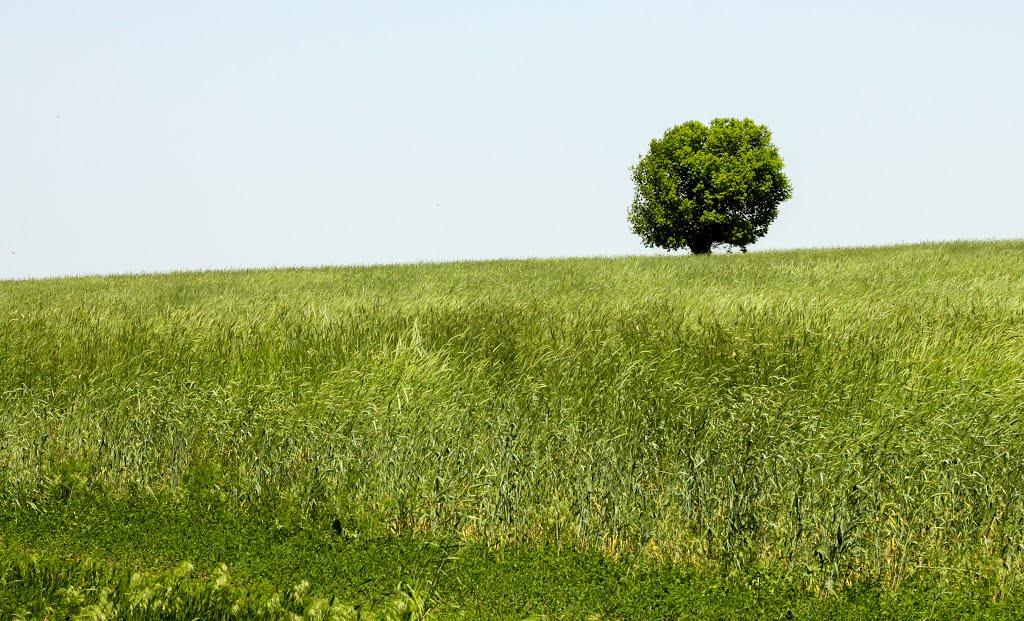 Інгулець з panoramio.com - Ингулец