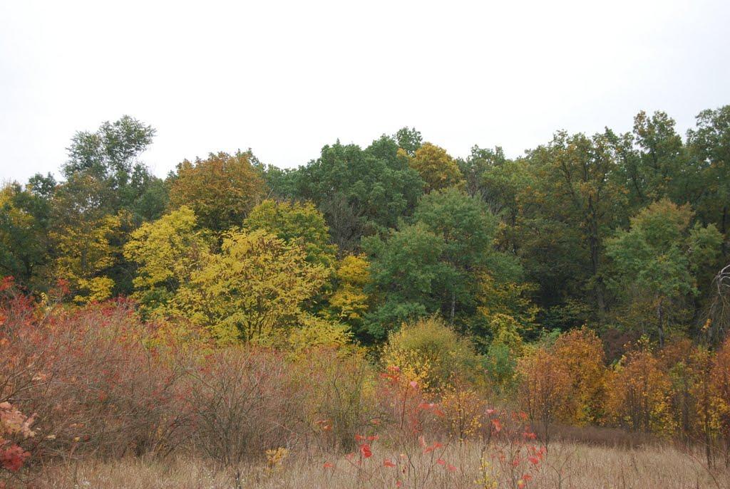 Підлісне з panoramio.com - Підлісне