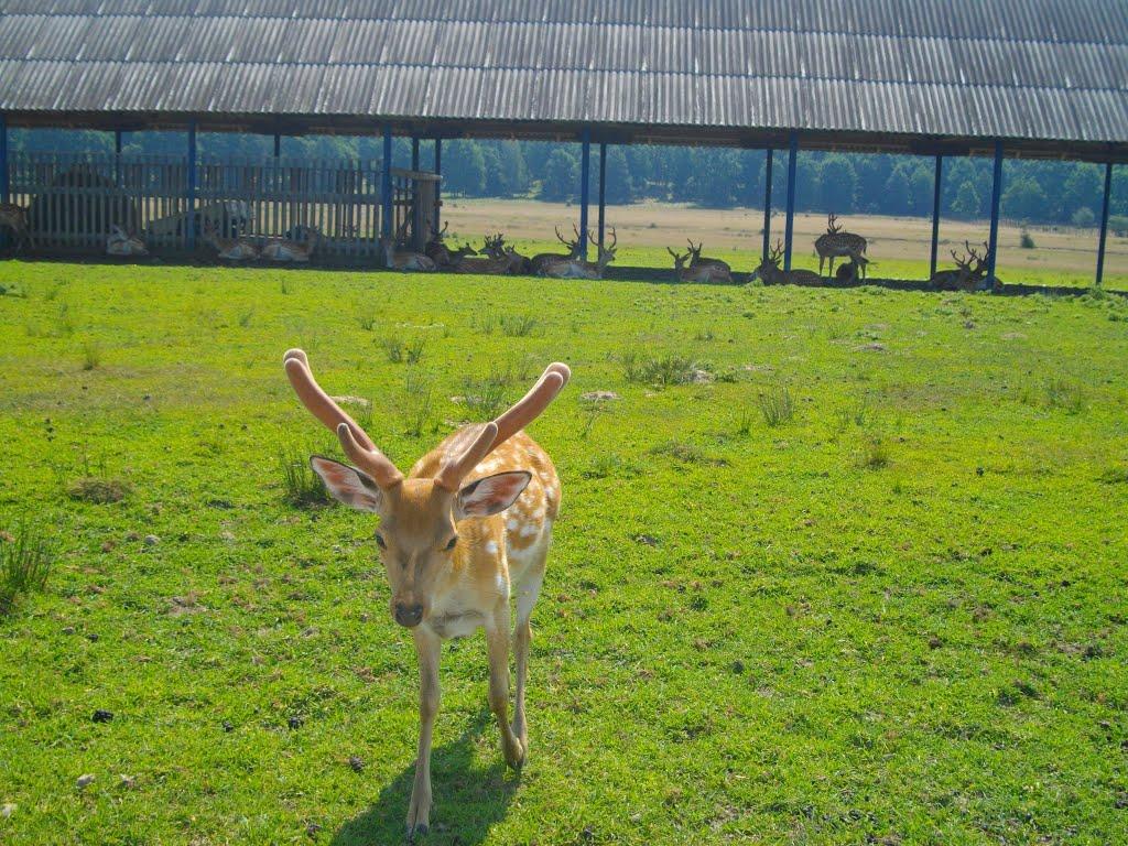 Іза з panoramio.com - Іза