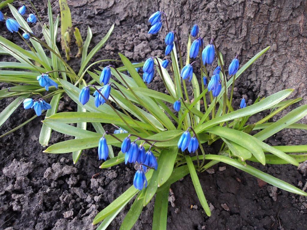 Краснопілля з panoramio.com - Краснополье