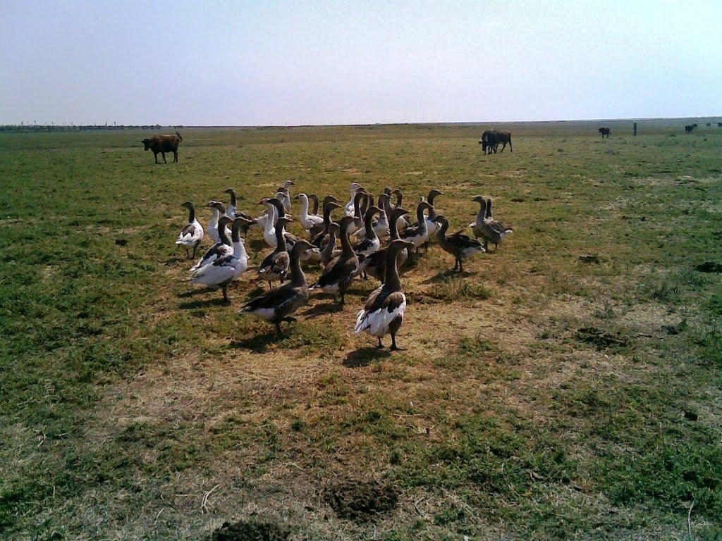 Дружелюбівка з panoramio.com - Дружелюбівка