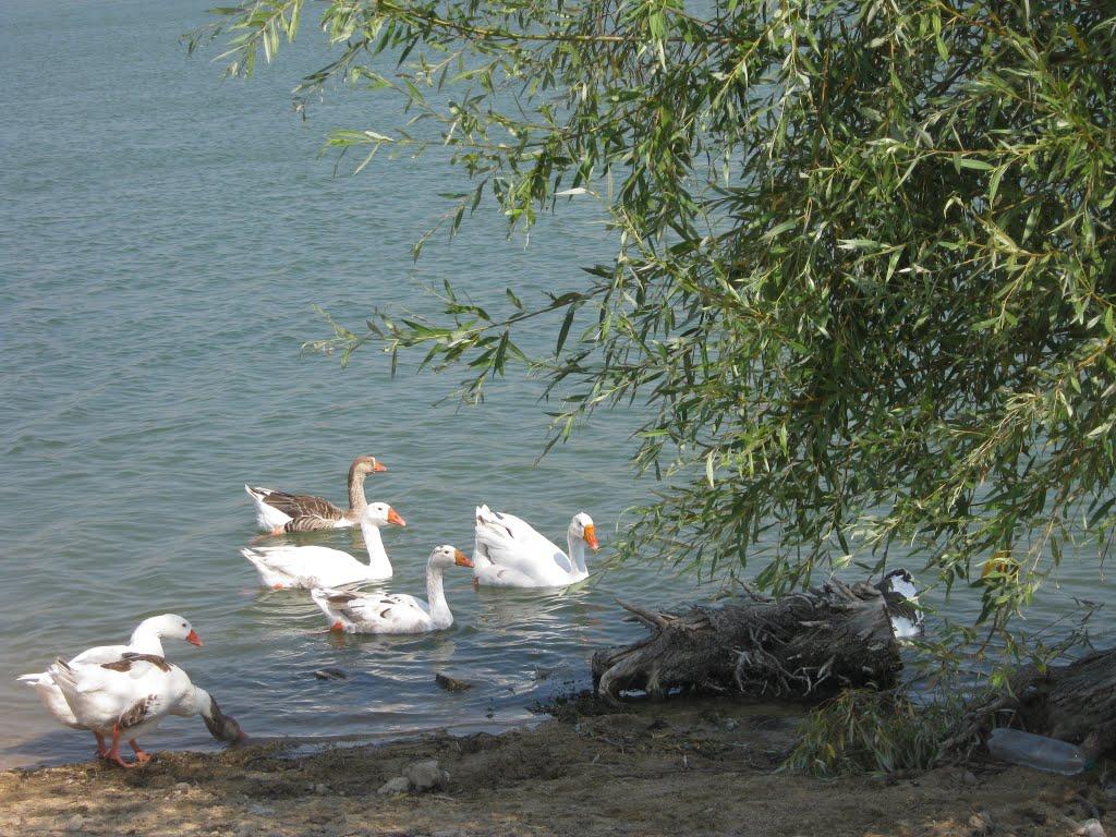 Кочергіне з panoramio.com - Кочергино