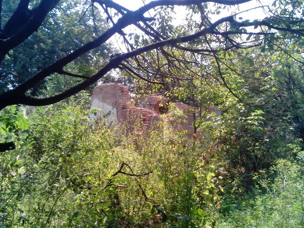 Польова Лисіївка з panoramio.com - Польова Лисіївка