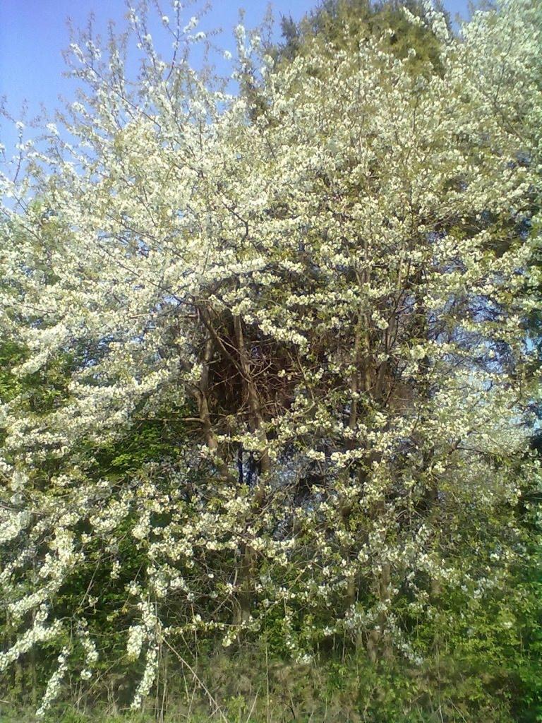 Пильки з panoramio.com - Пильки