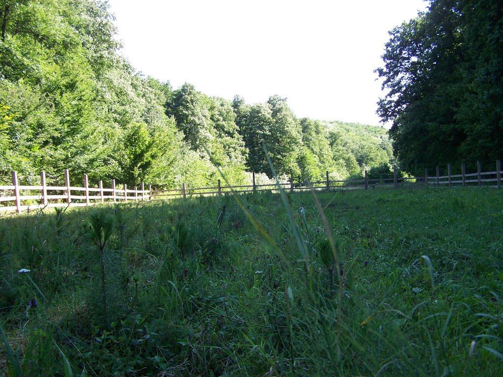 Великі Лази з panoramio.com - Velyki Lazy