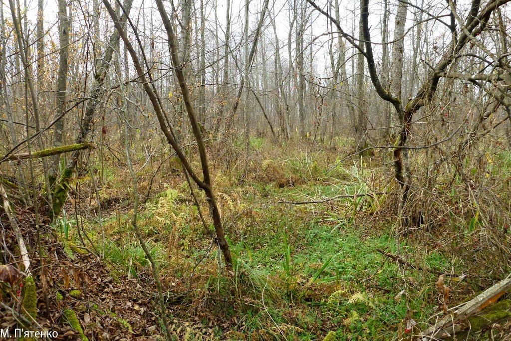 Чудля з panoramio.com - Чудля