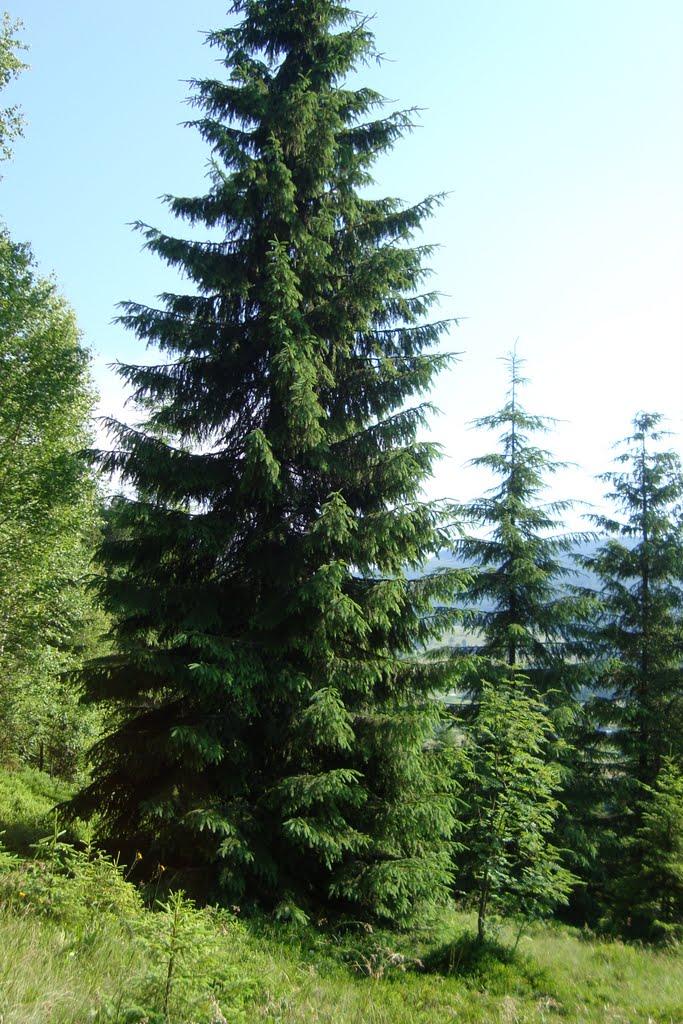 Ясеновець з panoramio.com - Ясеновець