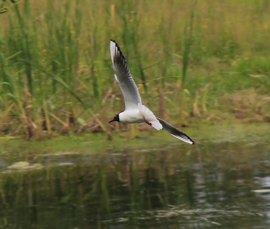 Піски з panoramio.com - Піски