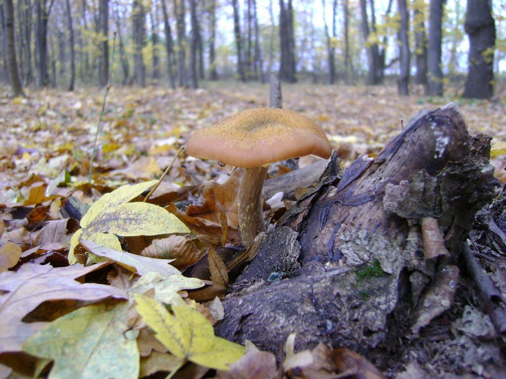 Моринці з panoramio.com - Моринці