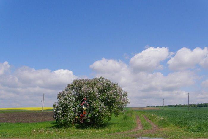 Корчів з panoramio.com - Корчів