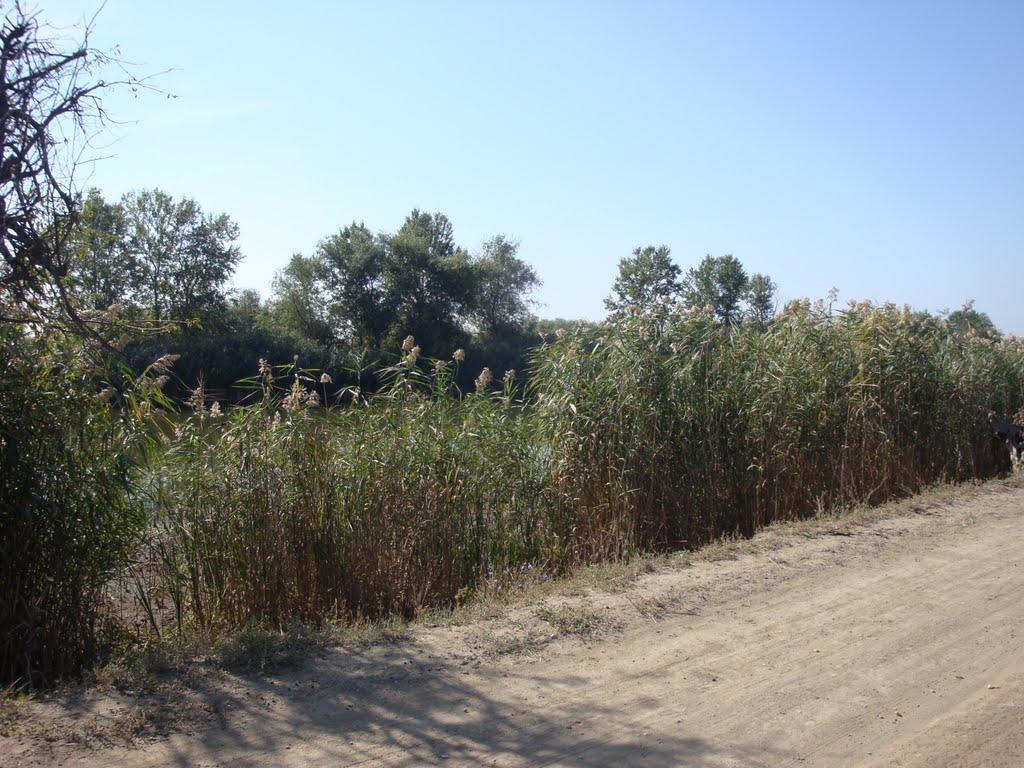 Матроська з panoramio.com - Матросская