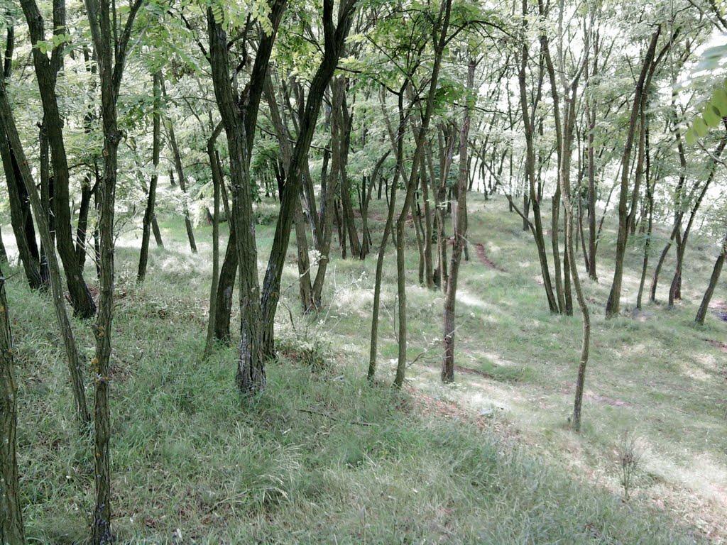 Пугачівка з panoramio.com - Пугачівка