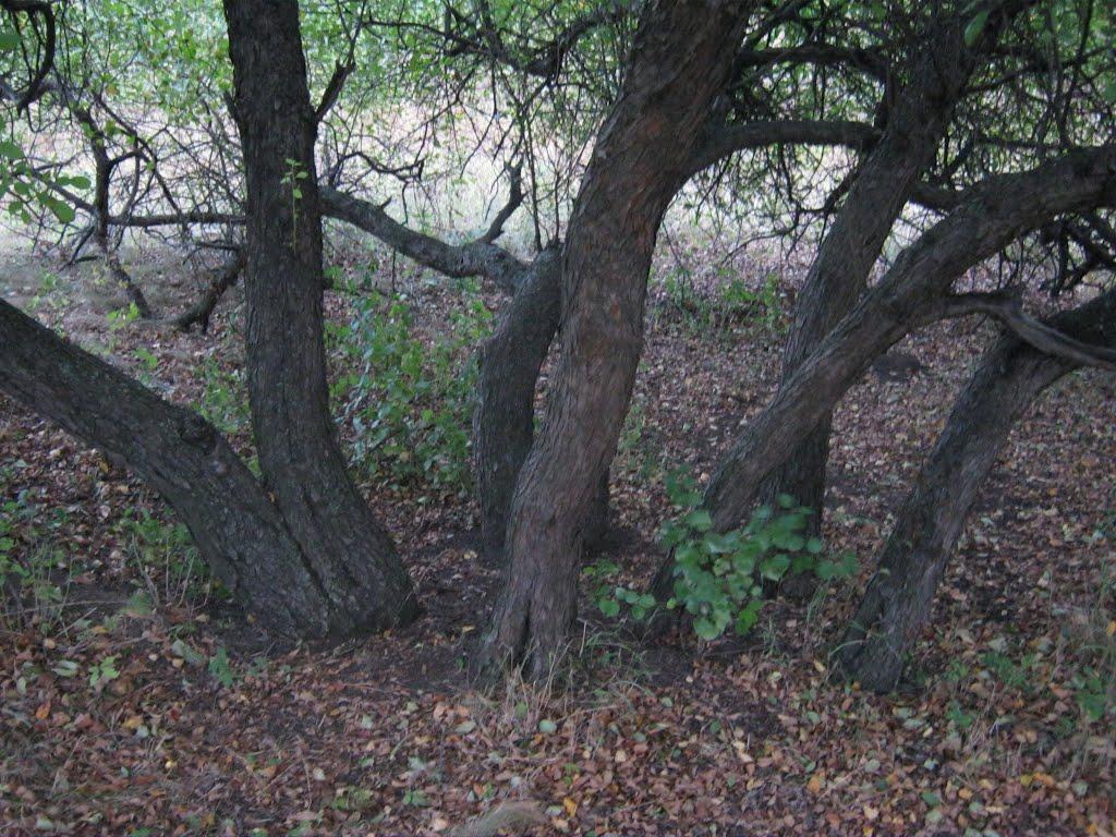 Фрунзе з panoramio.com - Фрунзе