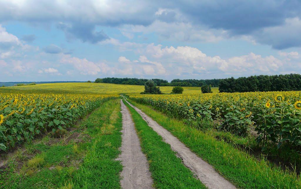 Малий Букрин з panoramio.com - Malyy Bukryn